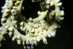Pontonides ankeri on screwed whip coral. Dive light SeaLi... by E&e Lp 